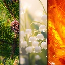 CANDLE BROTHERS SANTAL SCENTED CANDLE 510g